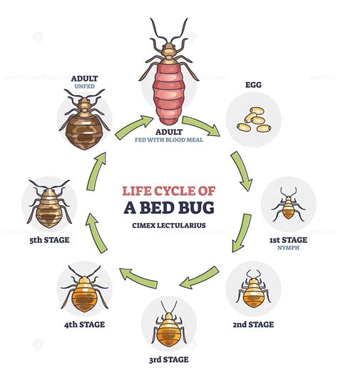 bed bug naked eye|Bed Bugs Appearance and Life Cycle 